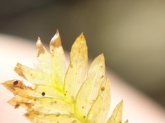 Fissidens osmundioides