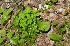 Viola labradorica