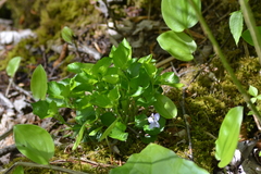 Viola labradorica