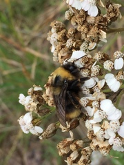 Bombus mckayi
