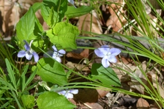 Viola labradorica