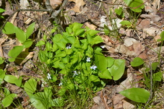 Viola labradorica