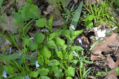 Viola labradorica