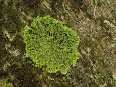 Podostictina pickeringii