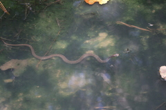 Nerodia fasciata confluens