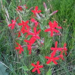Silene regia