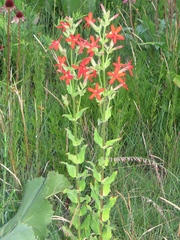 Silene regia