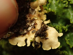 Podostictina pickeringii