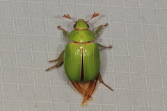 Anoplognathus prasinus