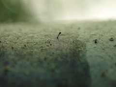 Mycocalicium subtile