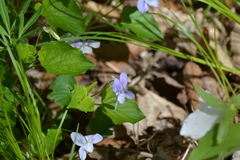 Viola labradorica