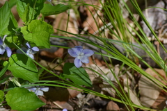 Viola labradorica