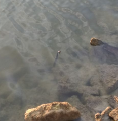 Nerodia sipedon