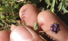 Astragalus didymocarpus