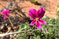 Pelargonium sericifolium