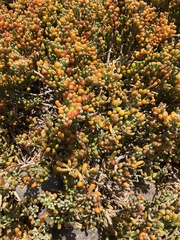 Tetraena
