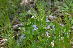 Viola labradorica
