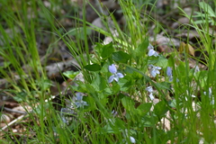 Viola labradorica