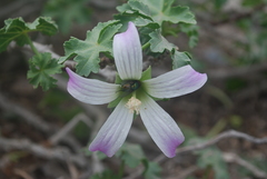 Malva pacifica