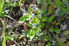Viola labradorica