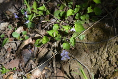 Viola labradorica