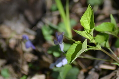 Viola labradorica