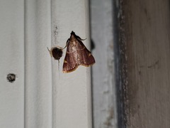 Hypsopygia olinalis