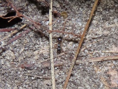 Myrmecina americana
