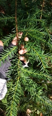 Taxus globosa