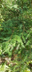 Taxus globosa
