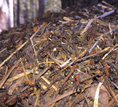iNaturalist observation photo of Wood, Mound, and Field Ants