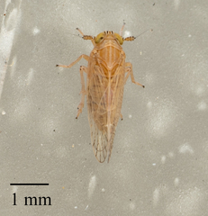 Cixioidea