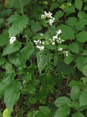 Liriomyza eupatoriella
