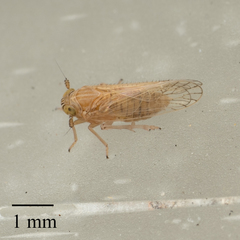 Cixioidea