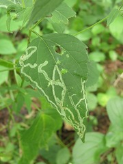 Liriomyza eupatoriella