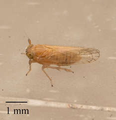 Cixioidea