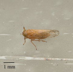 Cixioidea