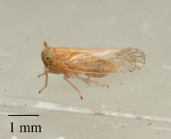 Cixioidea
