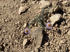 Erigeron breweri jacinteus