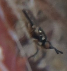 Prochyliza xanthostoma