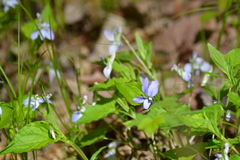 Viola labradorica
