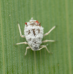 Melanaphis donacis