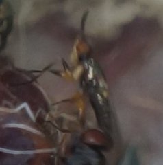 Prochyliza xanthostoma