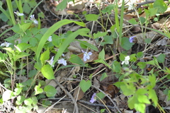 Viola labradorica