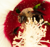 Ptilothrix - Photo (c) Laura Hughes, some rights reserved (CC BY-NC), uploaded by Laura Hughes