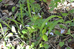 Viola labradorica