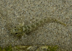 Hypsoblennius