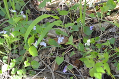 Viola labradorica