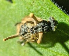 Ophiocordyceps dipterigena