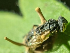 Ophiocordyceps dipterigena